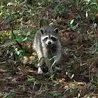 Picture for song 'MOONLIGHT SERENADE' by artist 'DOC KAZOO'