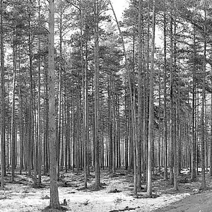 Picture for song 'Spectral Things *Free DL* (Trill/Phonk Type Beat)' by artist 'TiamatBeats'