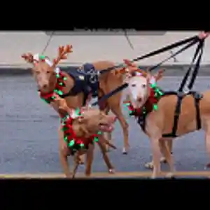 Picture for song 'She loves my reindeer( dog ) rock,funk' by artist 'Don Hyde'