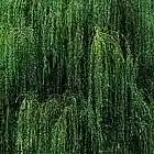 Picture for song 'Willows' by artist 'Kossek-BR'