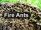Picture for song 'Fire Ants' by artist 'Passenger Airbag'