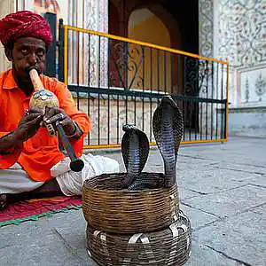 Picture for song 'Snake Charmer' by artist 'GATA PITTS MUZIK'