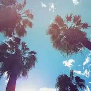 Picture for song 'Rich Summer' by artist 'Pisci Made It'