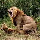 Picture for song 'King Status' by artist 'Not For Your Average Rapper'