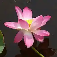 Picture for song 'Deep Floyd 353-Pink Lily' by artist 'Jammer59'