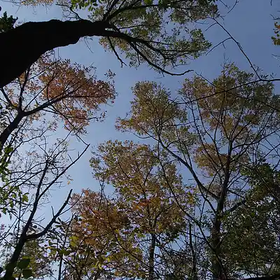 Picture for song 'Indifferent Universe' by artist 'Mr Thiel'