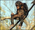 Picture for song 'Lowdown, Dirty Shame' by artist '1 Million Monkeys'