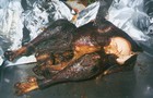 Picture for song 'Leftover Turkey' by artist 'ACE FADAL'