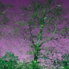 Picture for song 'Frogs of the Dreamtime Calling Their Mothership' by artist 'Antipriest'