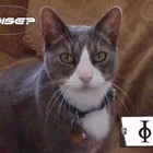 Picture for song 'Petra Herrera (wrkxxx) ARCHangel (Gestohlene Gut)' by artist 'ARCHangel(wrk)'