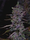 Picture for song 'Dubby Blasta (sensi mix)' by artist 'badass tunes inc'