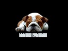 Picture for song 'Nobody's Bussiness' by artist 'BadDogzz Production'