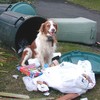 Picture for song '"Chicken Bone" (Live Acoustic)' by artist 'Bake West'