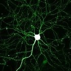 Picture for song 'Neuron' by artist 'BangerMusicBeats'