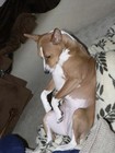 Picture for song 'Dobby' by artist 'Barkless Dog'