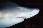 Picture for song 'instrumental of sras *Deep Water Sharks*' by artist 'Beat Of Sras'