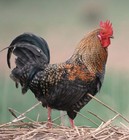 Picture for song 'Cock Star' by artist 'Below Average Dave'