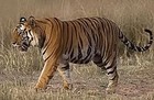 Picture for song 'eye of the tiger' by artist 'Bigg Scott-7XL Productions'