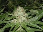 Picture for song 'sticky highdro' by artist 'bigpro productie'