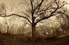 Picture for song 'Ghost of a Different Light' by artist 'Bob BUoncuore'