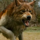 Picture for song 'We Will Bite' by artist 'Brok Homz'