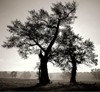 Picture for song 'Soul Mates (fragment)' by artist 'Castle Bravo'