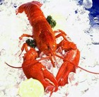 Picture for song 'The Congested Lobster (FREE BEATS OMG)' by artist 'Chedda Productions'