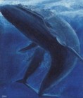 Picture for song '*NEW* Bigger Than Blue Whales ($0.99 Demo DL)' by artist 'CHRiS MECCA'