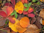 Picture for song 'Autumn Colours' by artist 'Chuquai Billy'