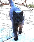 Picture for song 'Cat Gone Wild' by artist 'Craig Motley'