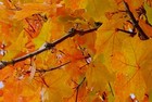 Picture for song 'Autumn' by artist 'Cuff Stoke'