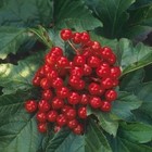 Picture for song 'Salvation(Rapcore Cover)' by artist 'Dafrosty'