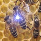 Picture for song 'BIOCHEMICAL CAMPAIGN' by artist 'DEEP SCHULZZ'