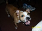 Picture for song 'D.D.P. DEV DOG PRODUCTIONS 134' by artist 'devdogproductions'