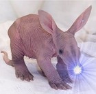 Picture for song 'Aardvark Vacuum - Collab with Mr. Saturn' by artist 'Dollar Bill and the Unmentionables'