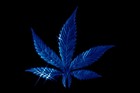 Picture for song 'they dont like me' by artist 'DoshaRecords'