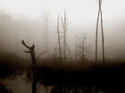 Picture for song 'Midnight In The Swamp' by artist 'Alan D David'