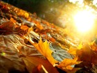 Picture for song 'LPF Jam - Autumn Leaves - Dr.Barlo' by artist 'DrBarlo'