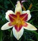 Picture for song 'SPELL OF A NEFERTITI FLOWER' by artist 'Dr. Bob's Jazz - Benefit Boppin' Quartet - JBBQ'