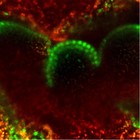 Picture for song 'plasmodesmata' by artist 'dSp kOnCePt'