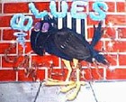 Picture for song 'SHAKEY GROUND' by artist 'EDDIE CROWE'