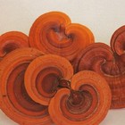 Picture for song 'kingdom of reishi' by artist 'electric salmon'