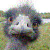 Picture for song 'Emus Can't Play Instruments' by artist 'Emu Stampede'