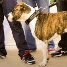 Picture for song 'Killa2thug Beatz blaze up' by artist 'FLXbeats'