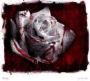 Picture for song 'Blood Roses' by artist 'FP Contagious'
