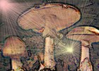 Picture for song 'While Gathering Mushrooms' by artist 'FreeWitch'