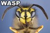 Picture for song 'WASP' by artist 'FuNMoNsTeR'