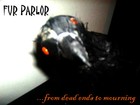Picture for song 'Estrogen' by artist 'Fur Parlor'