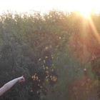 Picture for song 'Psihopoulia (soul-birds)' by artist 'GlassPines'