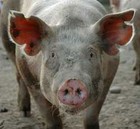 Picture for song 'vs NasthyChild' by artist 'gL GoDlEsS'